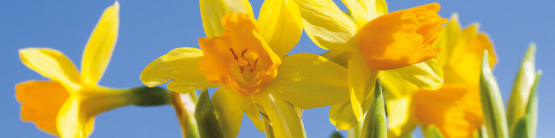 daffodil, daffolids, narcissus, narcissi, flower bulb